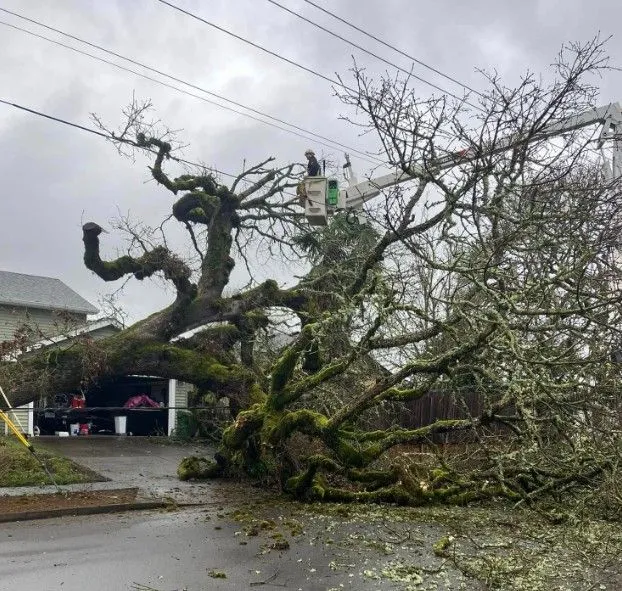 A large tree has fallen across a residential street, blocking the road. A worker in a bucket lift is trimming branches to clear the obstruction.