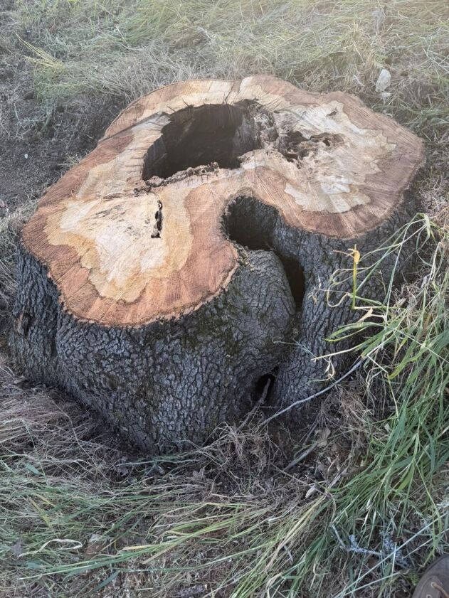 A large tree stump with two hollowed-out holes sits on grassy ground, showing rough bark and exposed wood rings.