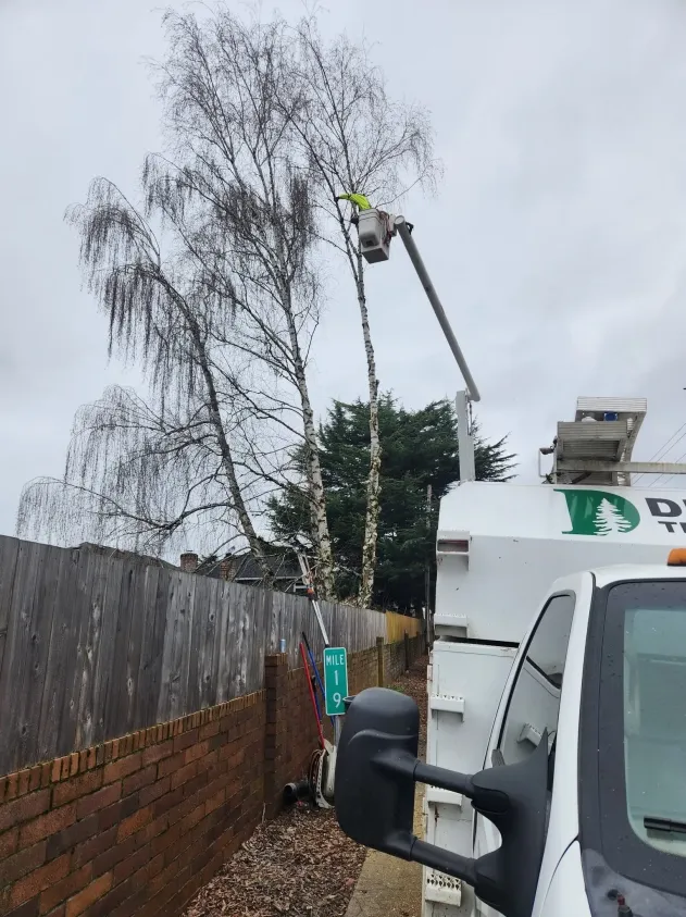 A worker in a raised bucket trims branches from a tall tree next to a brick wall and a wooden fence, with a white utility truck parked nearby.