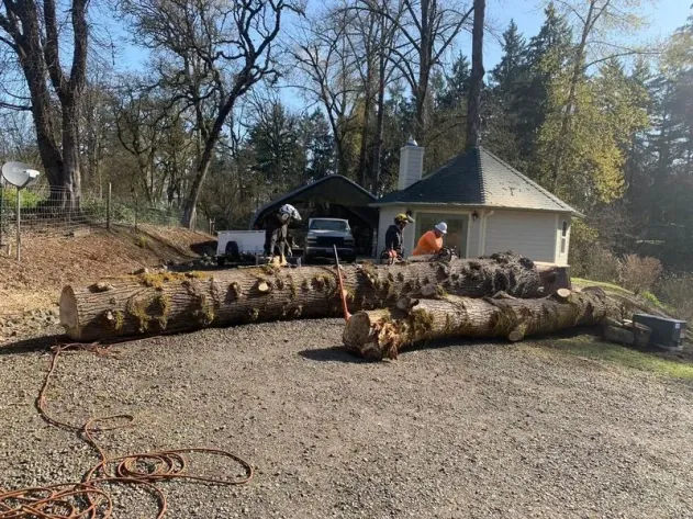 Several workers in safety gear cut large fallen tree trunks in front of a house with a gravel driveway, surrounded by trees and equipment.