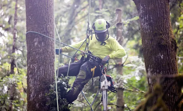 An arborist wearing safety gear and a helmet uses a rope harness to work in a tree with a chainsaw in a forested area.