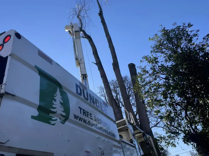 A tree service worker in a bucket lift is trimming tall trees next to a Dunde Tree Service truck on a clear day.