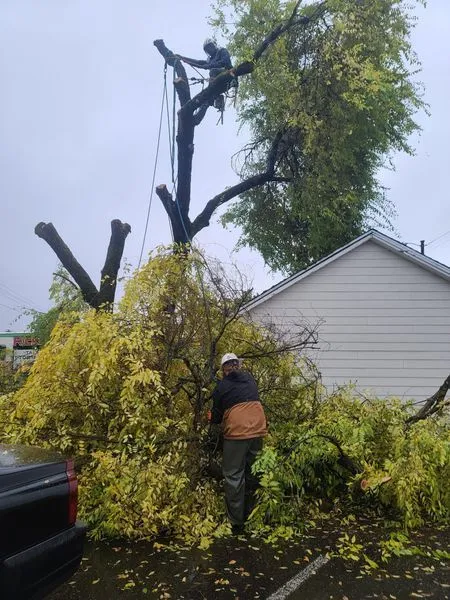 A person is cutting tree branches on the ground while another person works in the tree with ropes and safety gear near a building. Branches and leaves are scattered below.