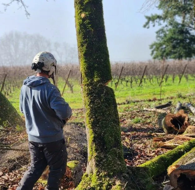 A person in a helmet operates a chainsaw to cut a moss-covered tree in a field, with logs and vineyard rows in the background.