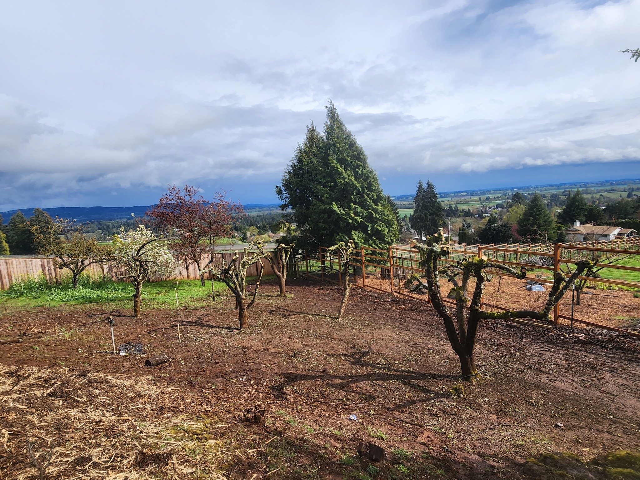 A sloped backyard with pruned trees, patchy grass, bare soil, a wire fence, and a scenic view of hills, houses, and a cloudy sky in the distance.