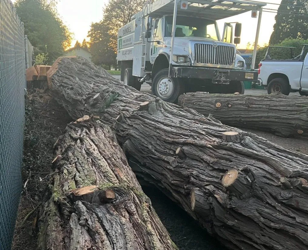 Large tree trunks lie on the ground near a work truck and a white pickup truck, with a fence and houses in the background at sunset.