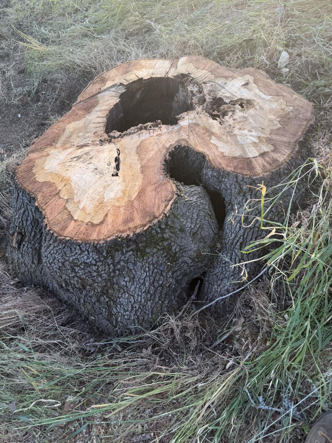 A large tree stump with two hollowed-out holes sits on grassy ground, showing rough bark and exposed wood rings.