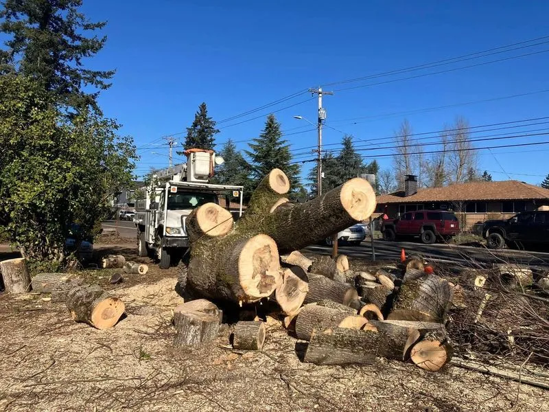 Large tree trunks and branches lie on the ground near a tree removal truck on a clear day, with houses, cars, and trees in the background.