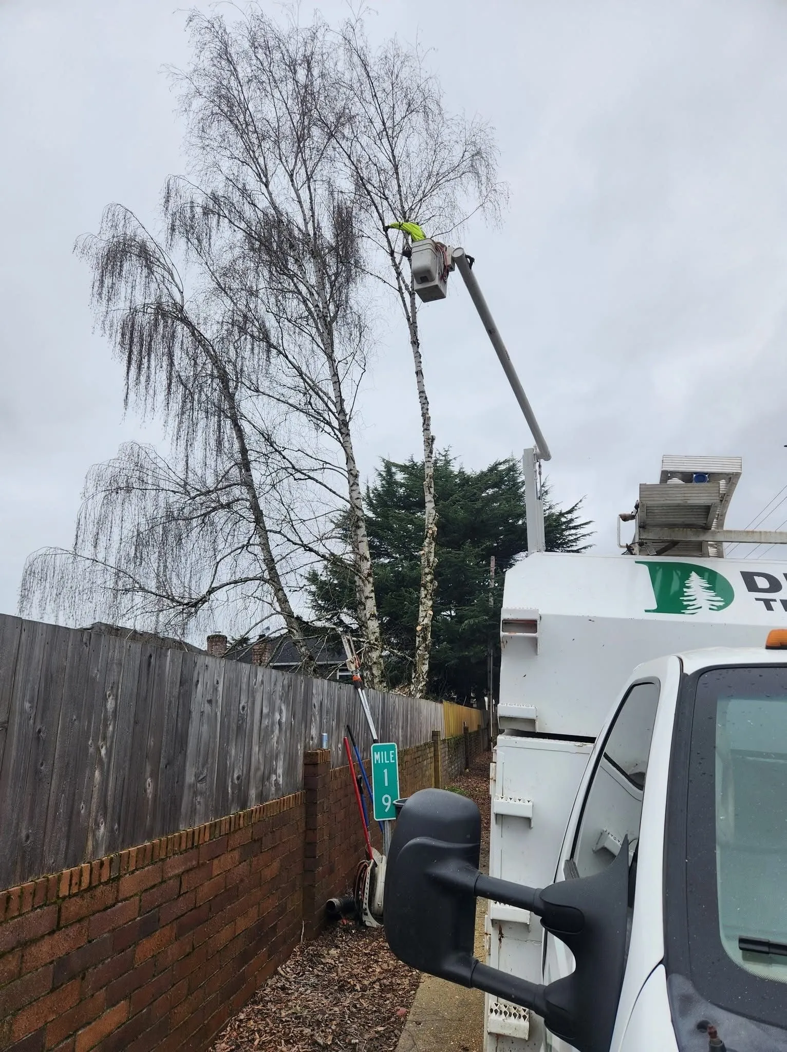 A worker in a raised bucket trims branches from a tall tree next to a brick wall and a wooden fence, with a white utility truck parked nearby.