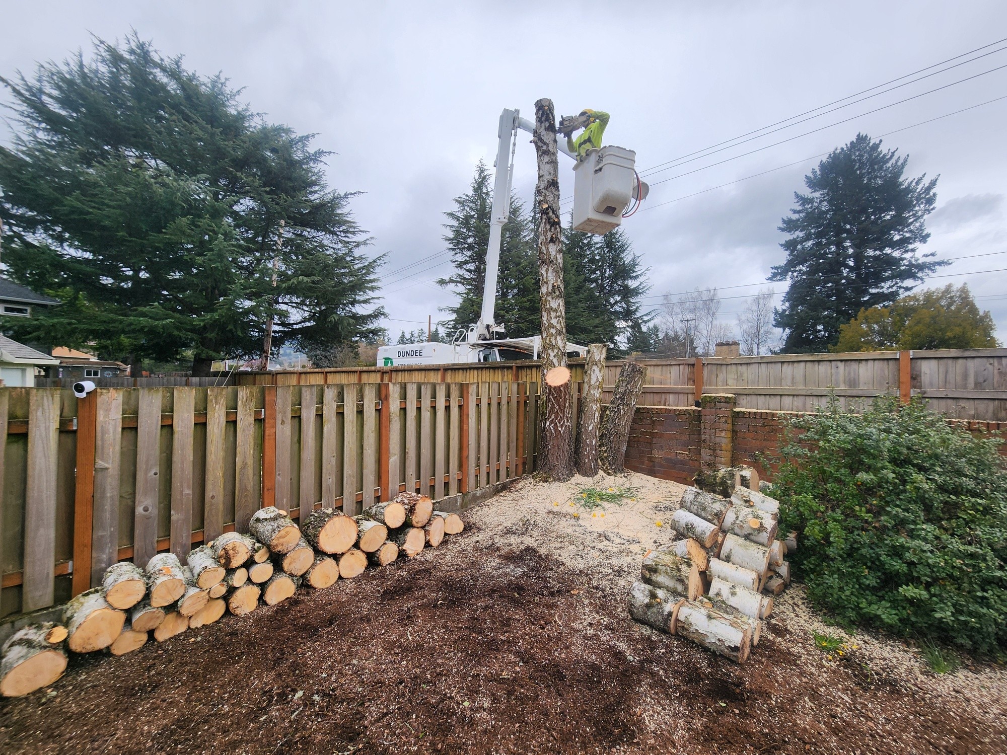 A worker in a bucket lift trims a tall tree in a backyard. Cut logs are stacked on the ground near a wooden fence.