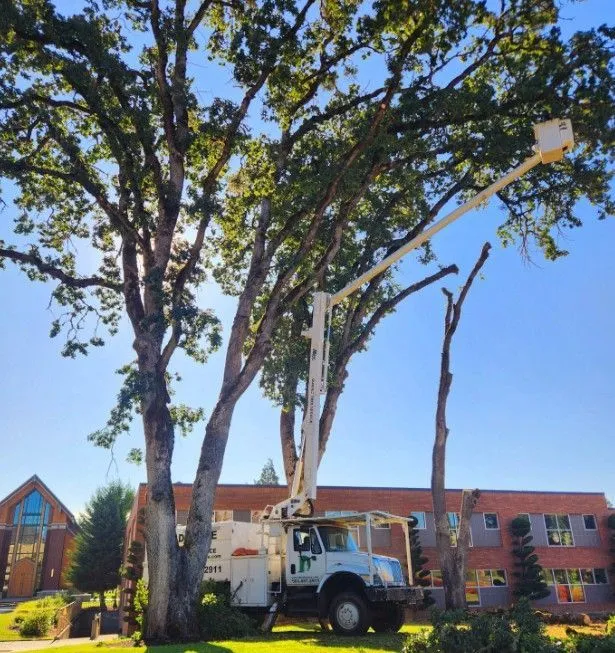 A utility truck with a raised boom lift is parked by tall trees, with a worker trimming branches near a brick building on a sunny day.