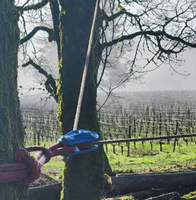 Dundee Tree Service Land Clearing in McMinnville OR