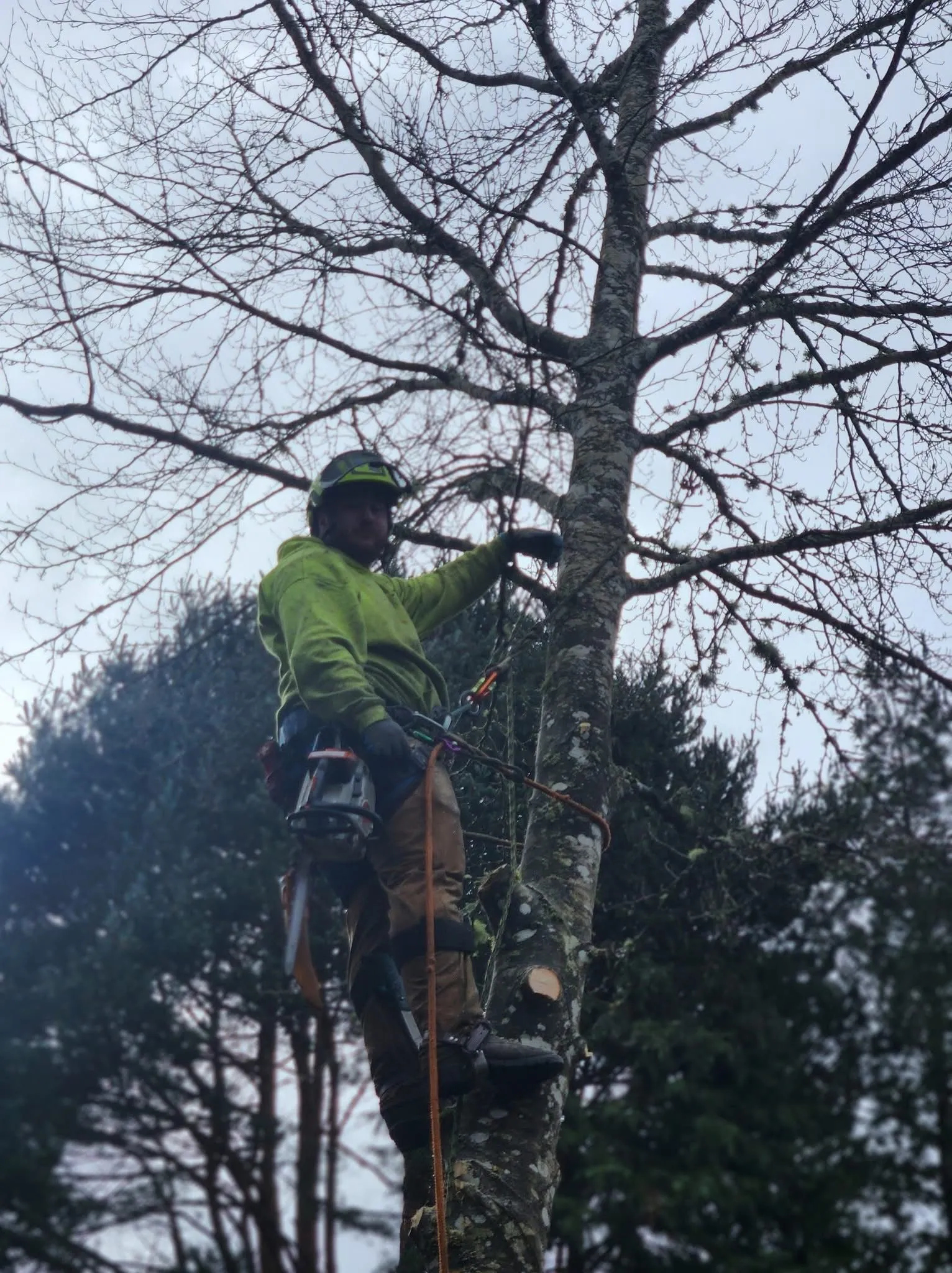 Dundee Tree Service Tree Pruning in North Plains OR