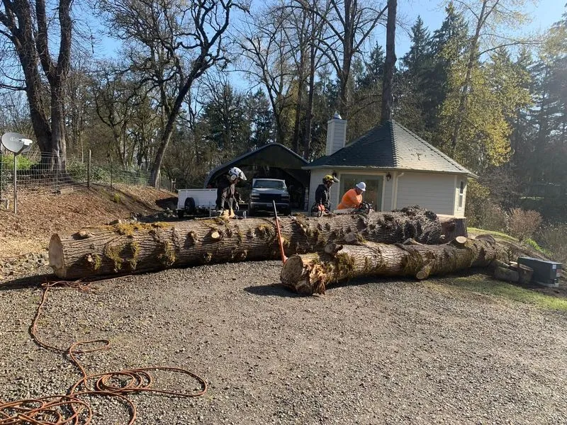 Dundee Tree Service Tree Removal in Forest Grove OR