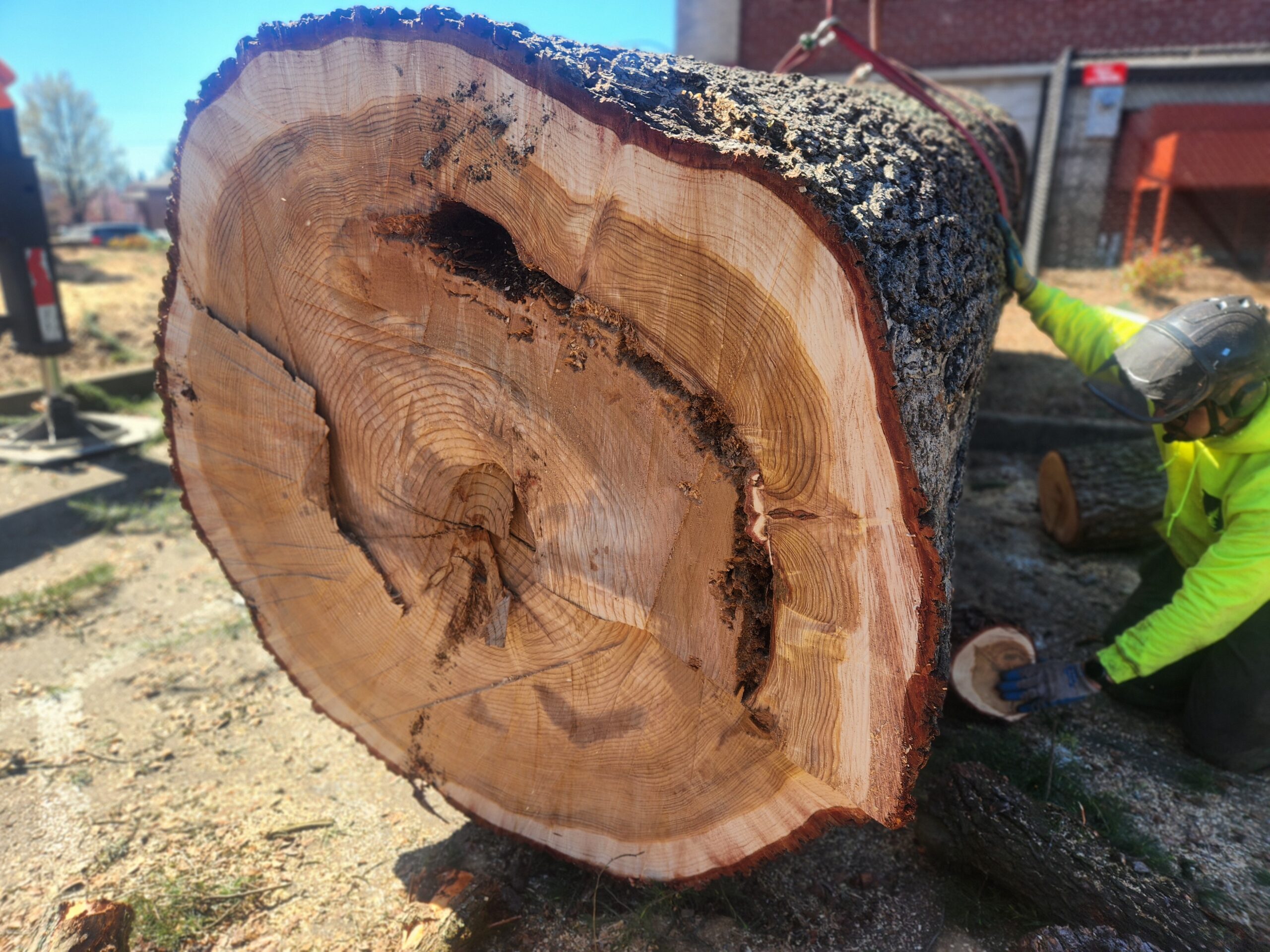 Large Tree Removal in Sherwood OR